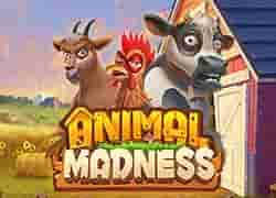 Animal Madness