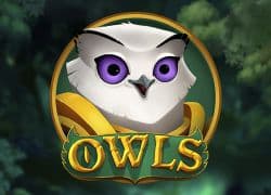Owls
